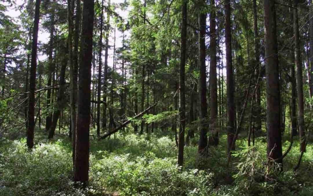 Was du vor dem Waldspaziergang wissen solltest