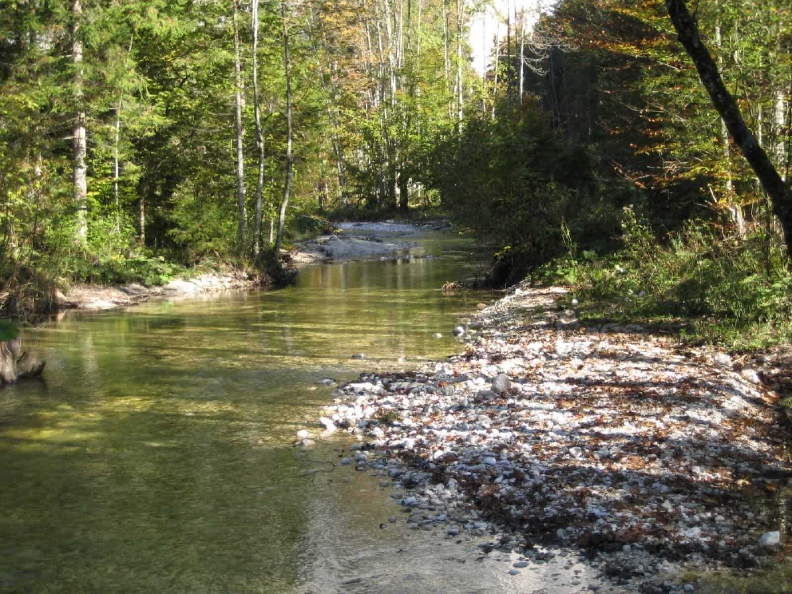 Toplitzbach WWF_V_Tscherne
