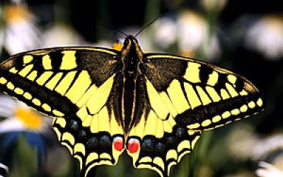 10 Jahre Naturdenkmal Ebreichsdorfer Moor