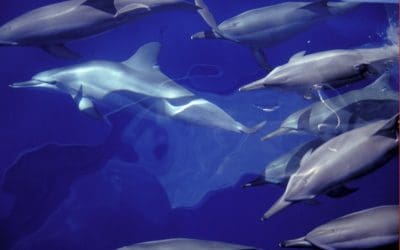 WWF und C+C Pfeiffer revolutionieren den Fischeinkauf