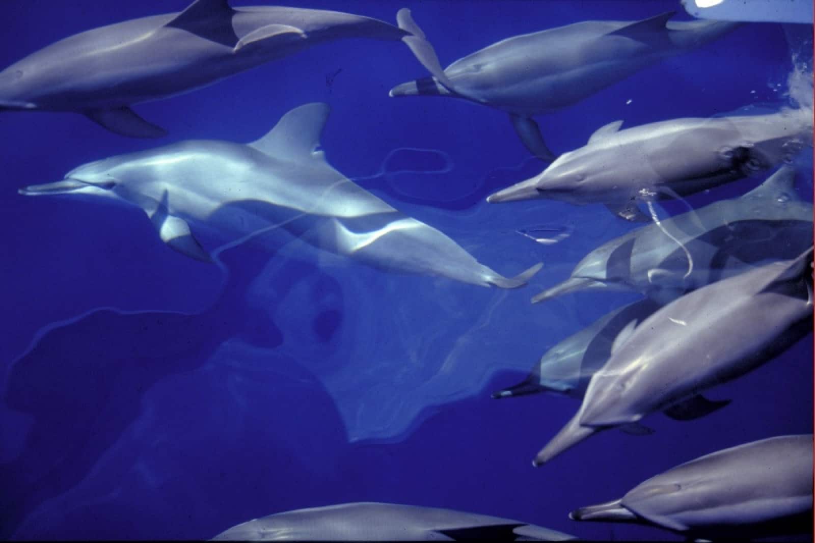 Spinnerdolphins
