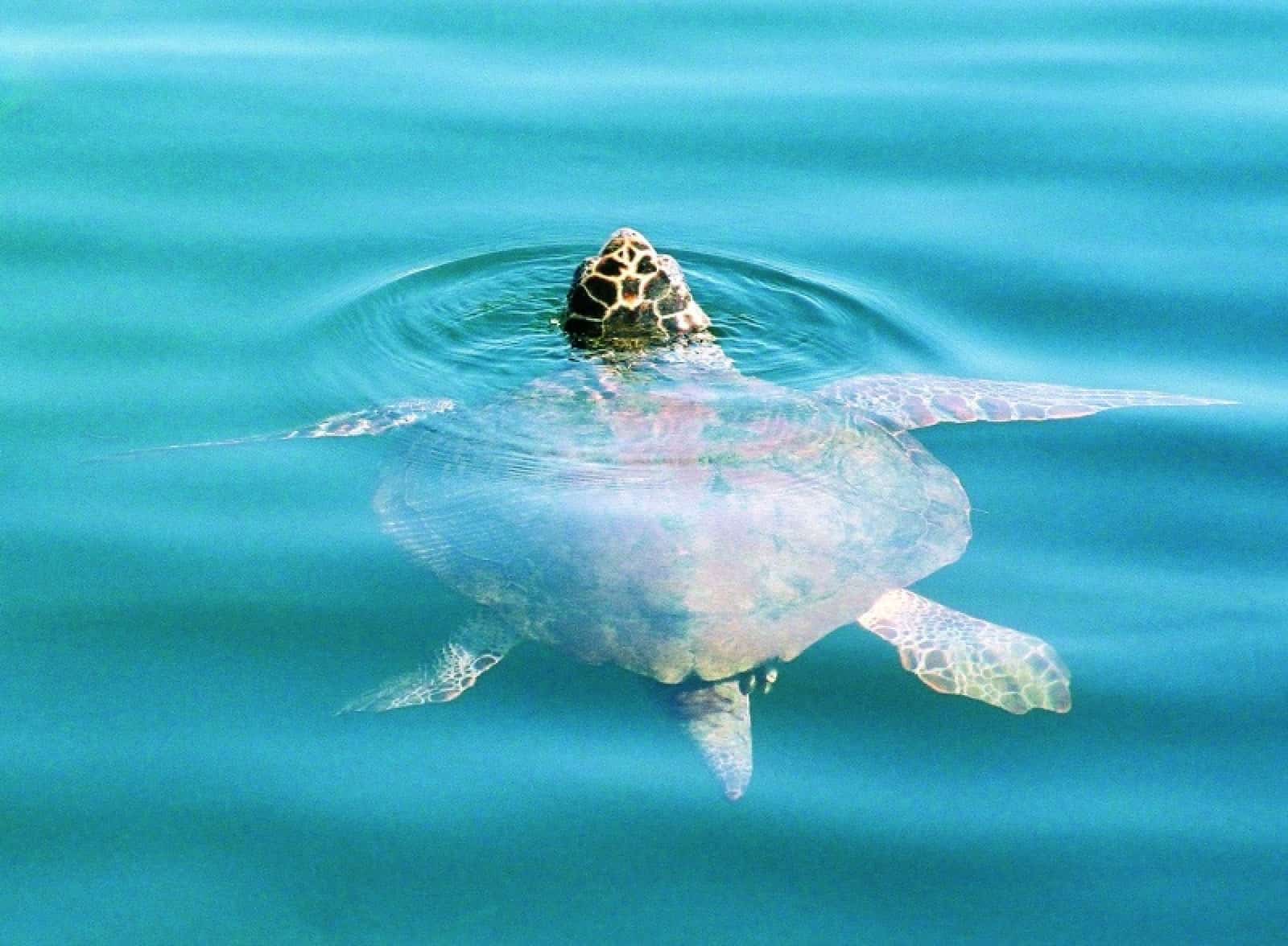 Meeresschildkröte, © by WWF-Canon