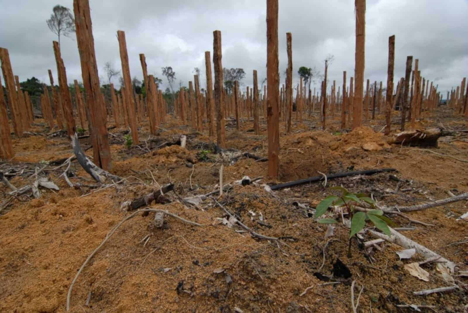 Abgestorbener Regenwald. Hier können keine Tiere mehr leben, © by WWF Abgestorbener Regenwald. Hier können keine Tiere mehr leben, © by WWF