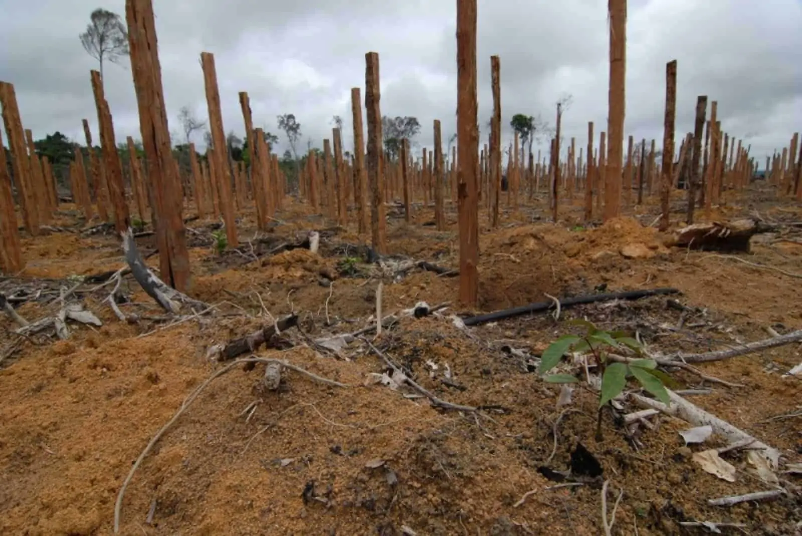 Abgestorbener Regenwald. Hier können keine Tiere mehr leben, © by WWF Abgestorbener Regenwald. Hier können keine Tiere mehr leben, © by WWF