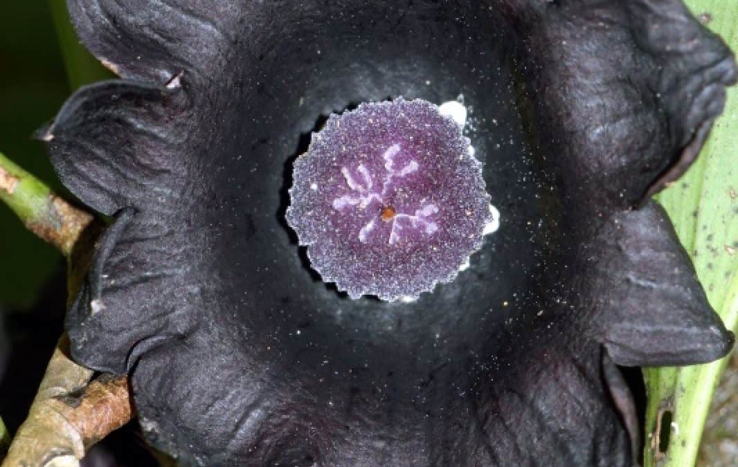 Neue Tier- und Pflanzenarten in Vietnam entdeckt