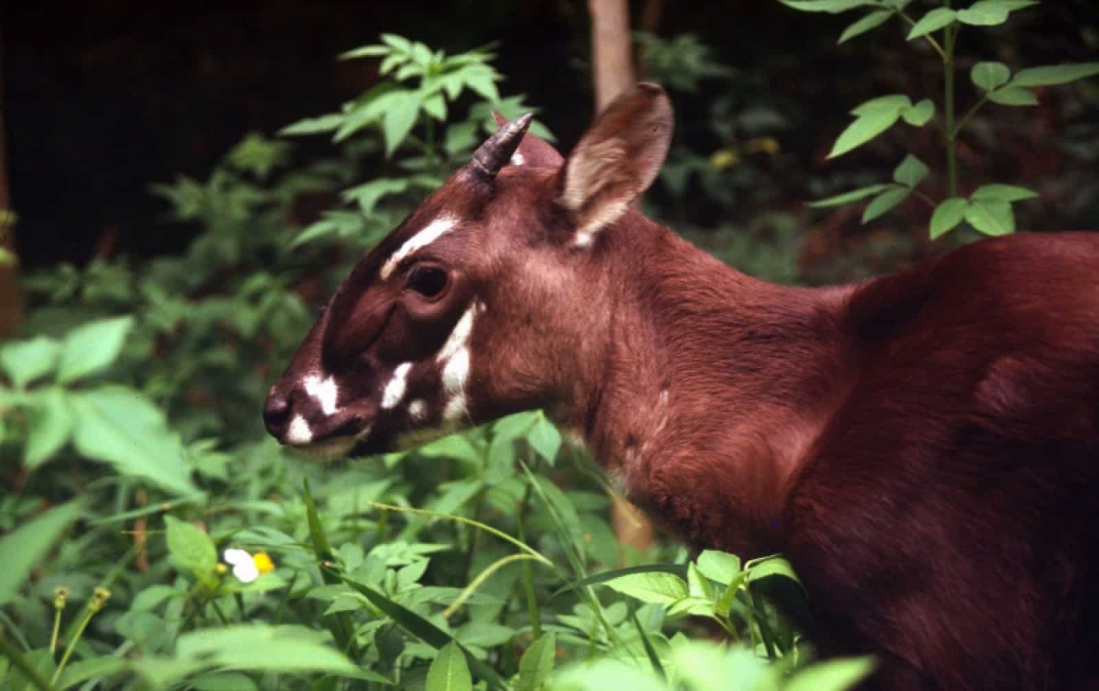 Saola, © by WWF-Canon/David HULSE Saola, © by WWF-Canon/David HULSE