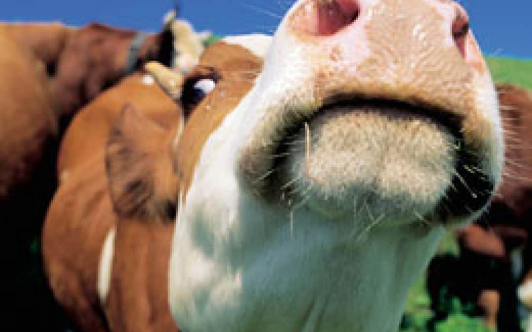 Klimaschutz im Rinderstall