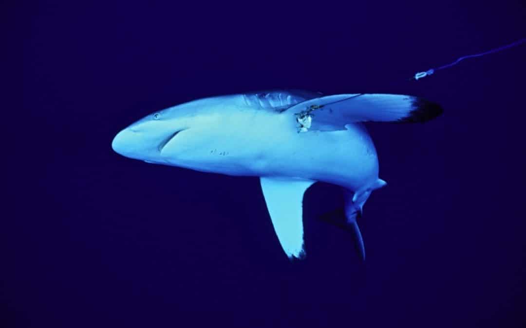 Bedrohte Fische in Österreichs erstem Fischsupermarkt