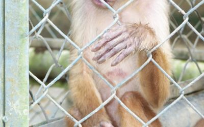 Ein Weihnachtsgeschenk für die Natur!