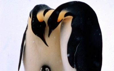 Neue WWF-Studie: Klimawandel bedroht Pinguine in Antarktis