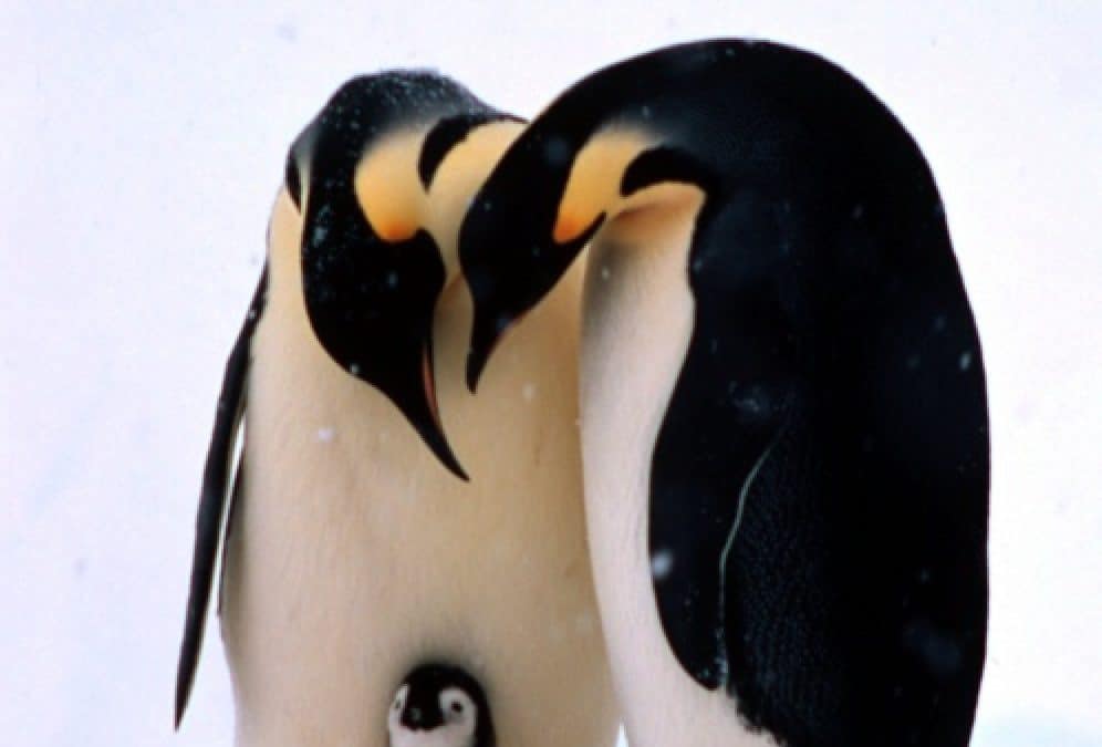 Neue WWF-Studie: Klimawandel bedroht Pinguine in Antarktis