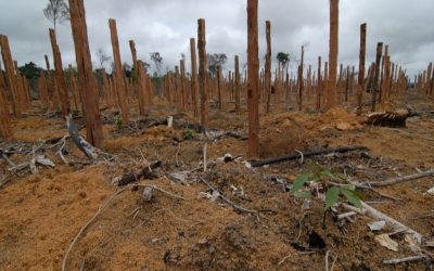 Woher kommt mein Holz?