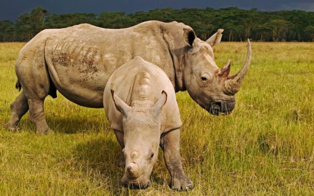 70 Prozent mehr Nashörner in Afrika!