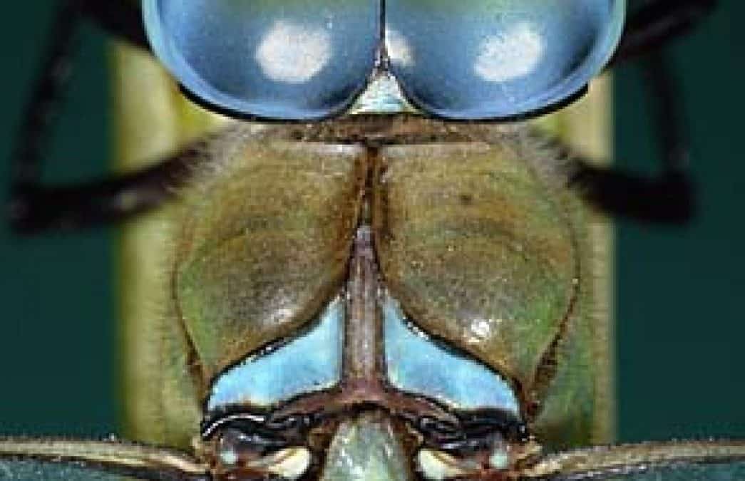 WWF zu Liesingbach-Unfall: Sofortige Bindung des Öls nötig