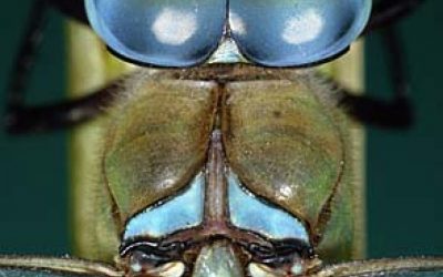 WWF zu Liesingbach-Unfall: Sofortige Bindung des Öls nötig