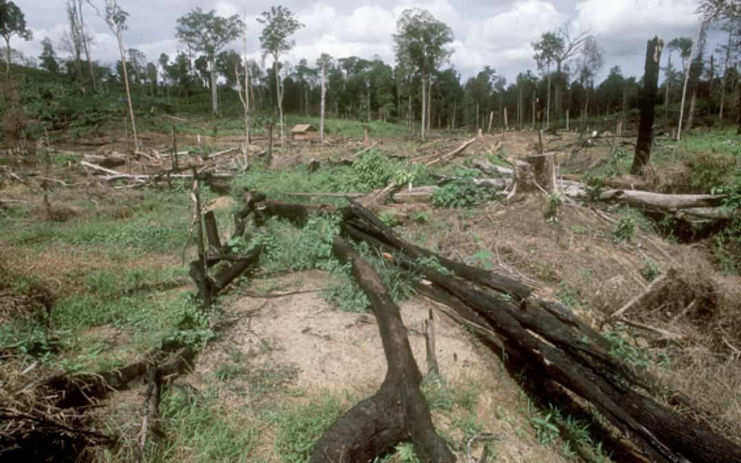 Aktueller Wald-Index: Ein Drittel aller Wälder sind vernichtet