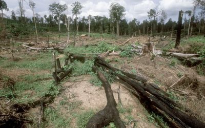 Aktueller Wald-Index: Ein Drittel aller Wälder sind vernichtet