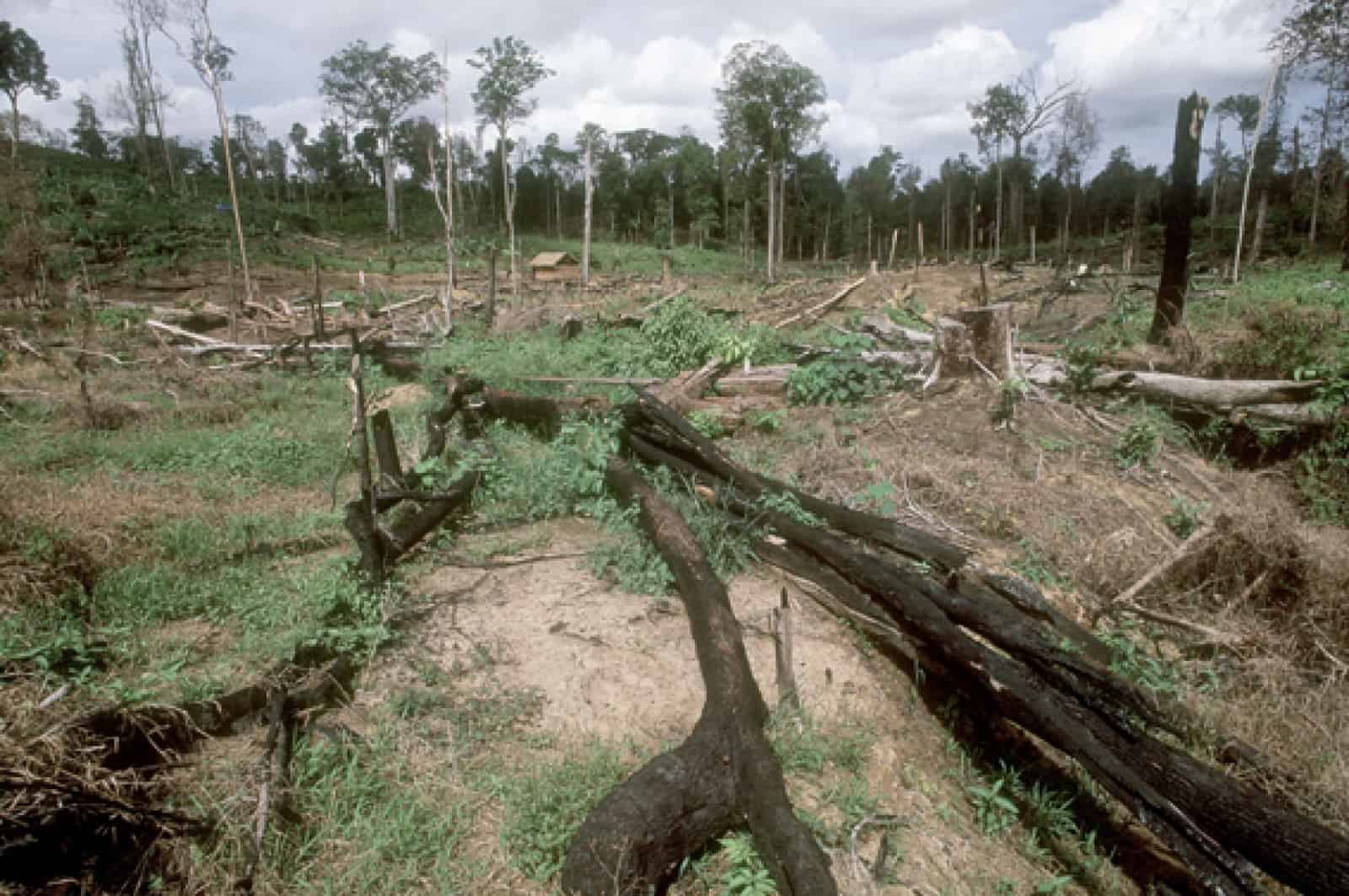 Borneo - Abholzung, © by WWF Canon/Edward Parker