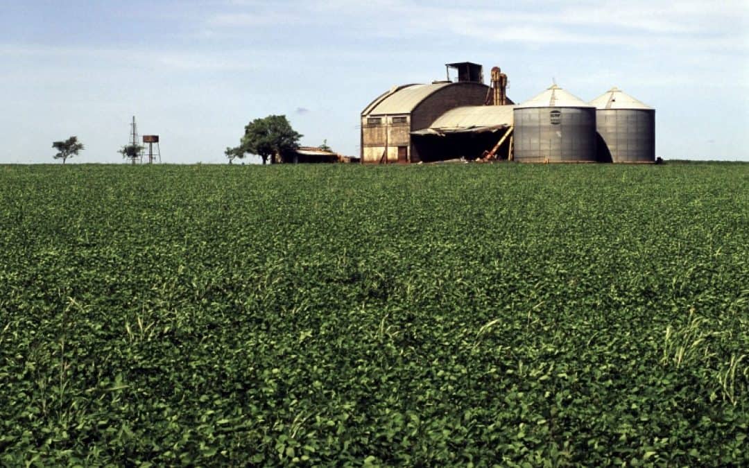 Soja: Endlich regenwaldfreundliches Tierfutter für Österreich