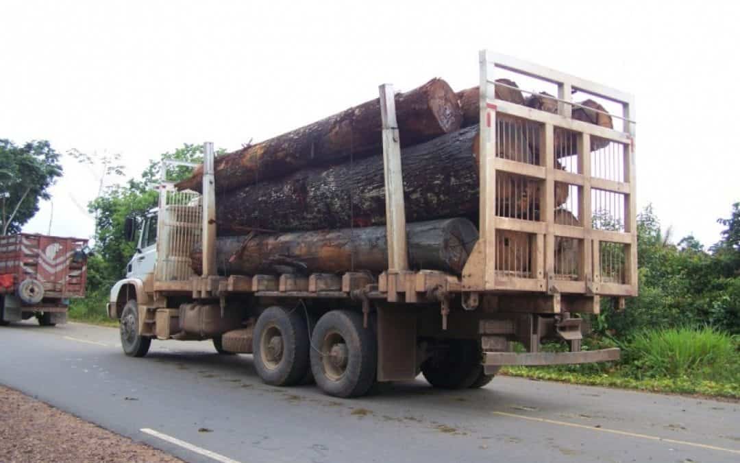 WWF: 1000 LKW-Ladungen Regenwaldholz beschlagnahmt