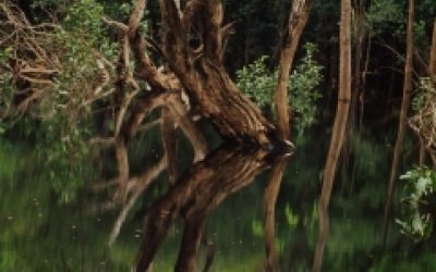 WWF warnt vor finanziellem Absturz des geplanten Belo-Monte-Projekts