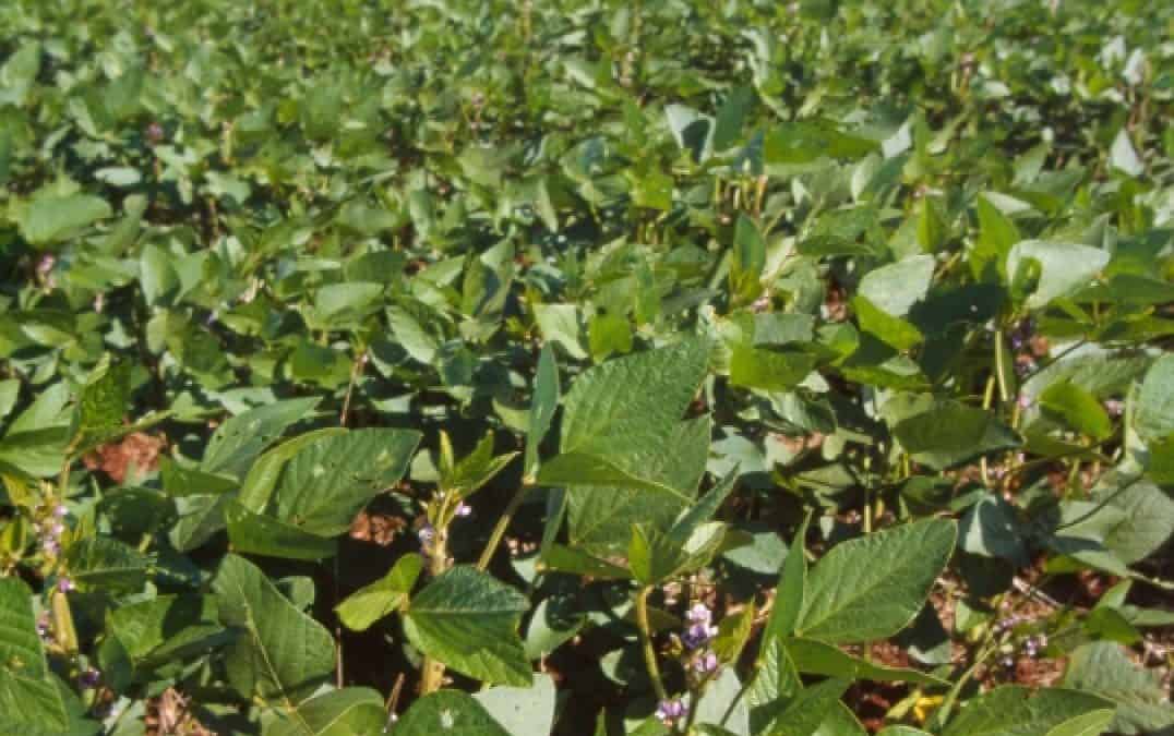 Regenwaldfreundliches Soja: Schnitzel genießen mit gutem Gewissen