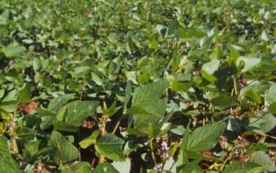 Regenwaldfreundliches Soja: Schnitzel genießen mit gutem Gewissen