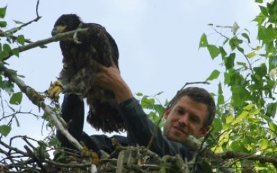 Wagemutiger Einsatz für den Seeadler!