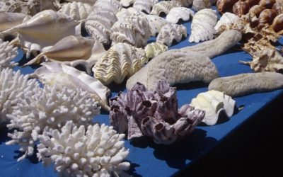 WWF warnt vor gefährlichen Souvenirs in Urlaubszeit