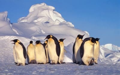 Klimawandel gefährdet Pinguinbestände in der Antarktis