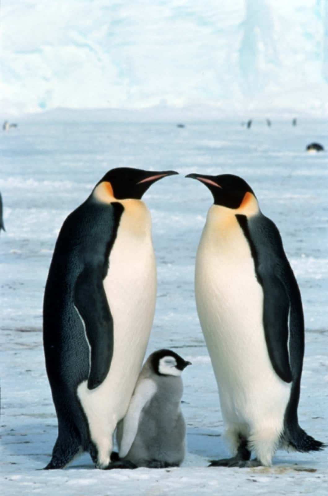 Kaiserpinguin Paar mit Jungem, © by Fritz Pölking/WWF Kaiserpinguin Paar mit Jungem, © by Fritz Pölking/WWF