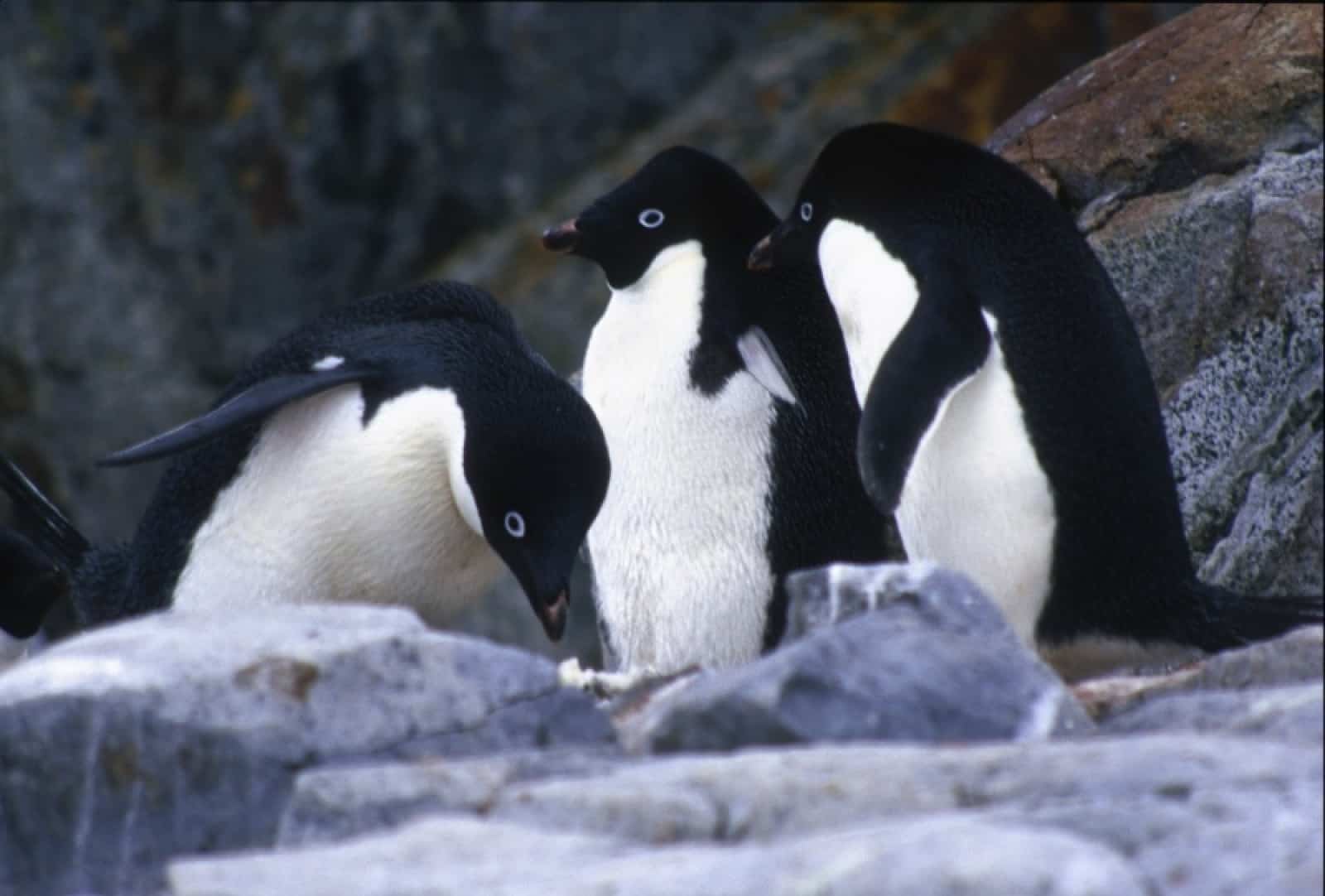 Adeline Pinguin, © by Sylvia Rubli/WWF-Canon