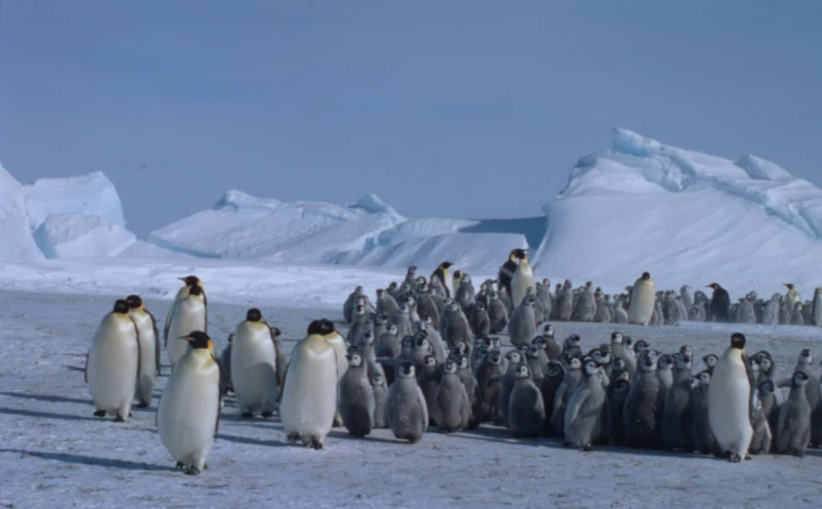 Kaiserpinguin Kolonie, © by Fritz Pölking/WWF Kaiserpinguin Kolonie, © by Fritz Pölking/WWF