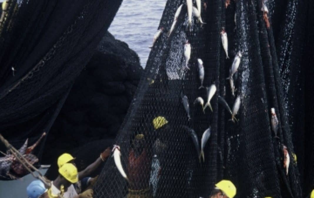 WWF: Fisch ist kein Müll