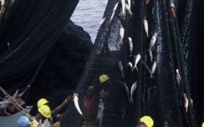 WWF: Fisch ist kein Müll