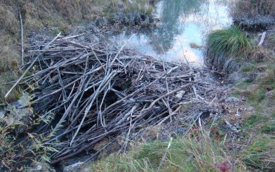 Auf den Spuren der Biber