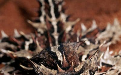 WWF: Die zehn schaurigsten Gegenden und Tiere der Welt