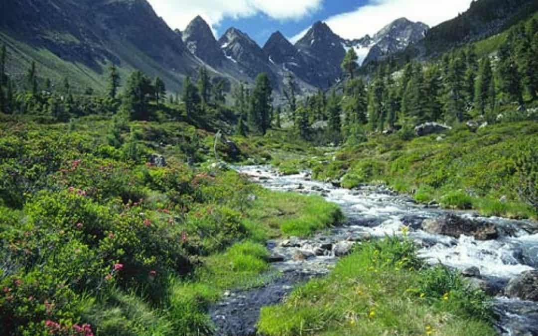 Weihnachtseinkauf auf ricardo.at unterstützt WWF-Österreichprojekte