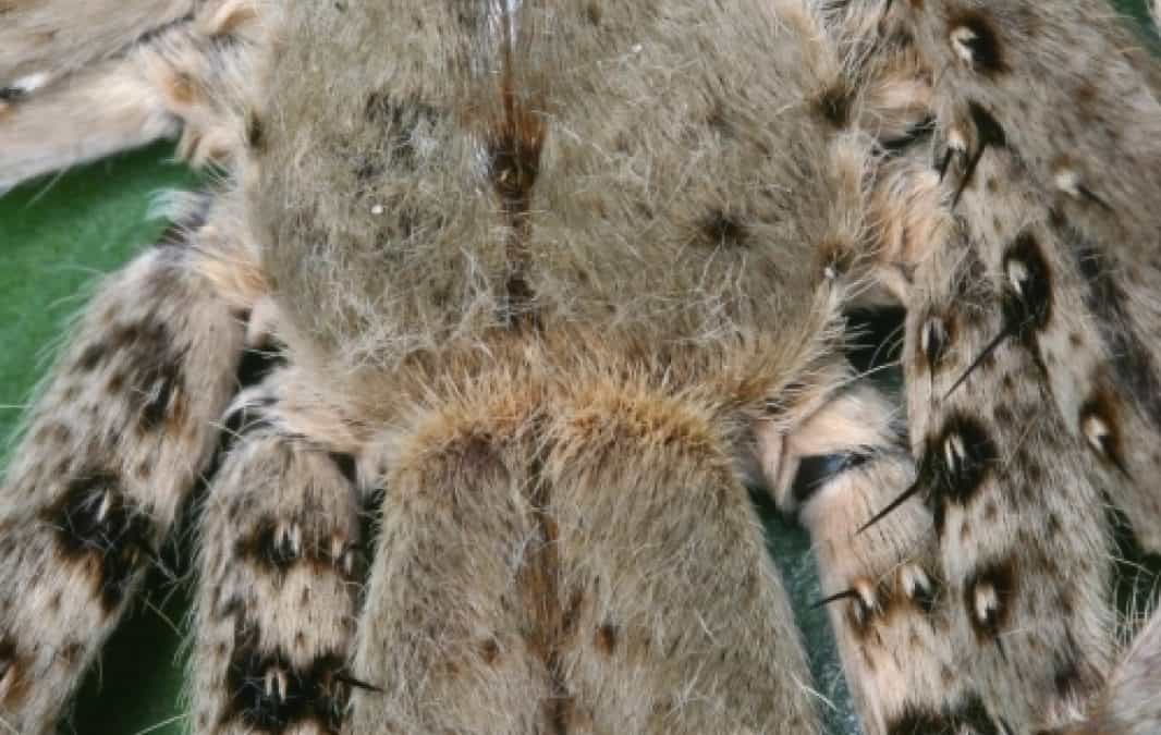 Neue WWF-Studie: Tausend neue Arten am Mekong entdeckt