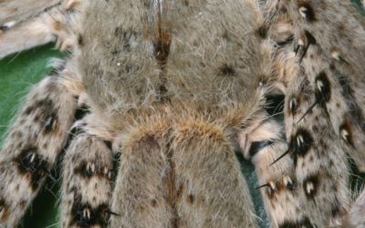 Neue WWF-Studie: Tausend neue Arten am Mekong entdeckt