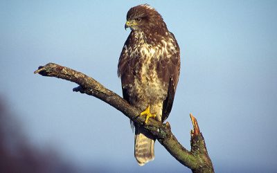 20.000 mal NEIN zu Vogelmord in Niederösterreich!