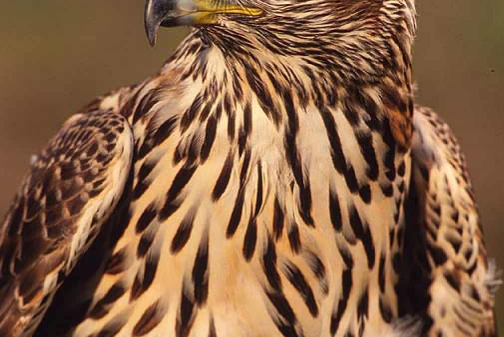 Fern von Europa?! –  Naturschutz in Niederösterreich