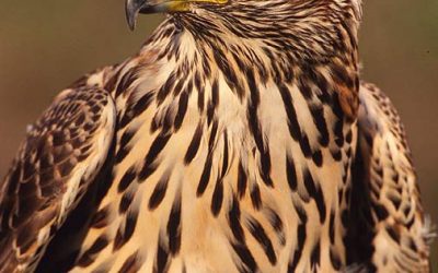 Fern von Europa?! –  Naturschutz in Niederösterreich