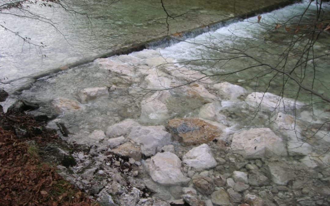 „Fisch Marsch!“ an Rettenbach und Ischler Ache