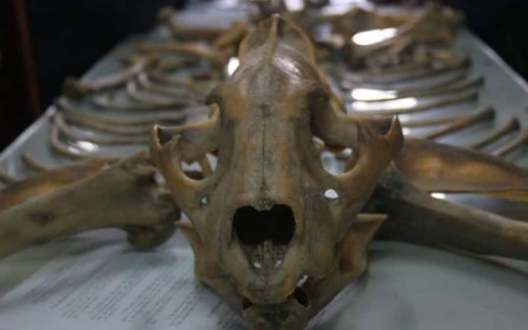 WWF: Tigerskelette, Stachelschweinmägen und Bärenpranken