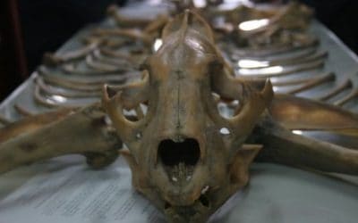 WWF: Tigerskelette, Stachelschweinmägen und Bärenpranken