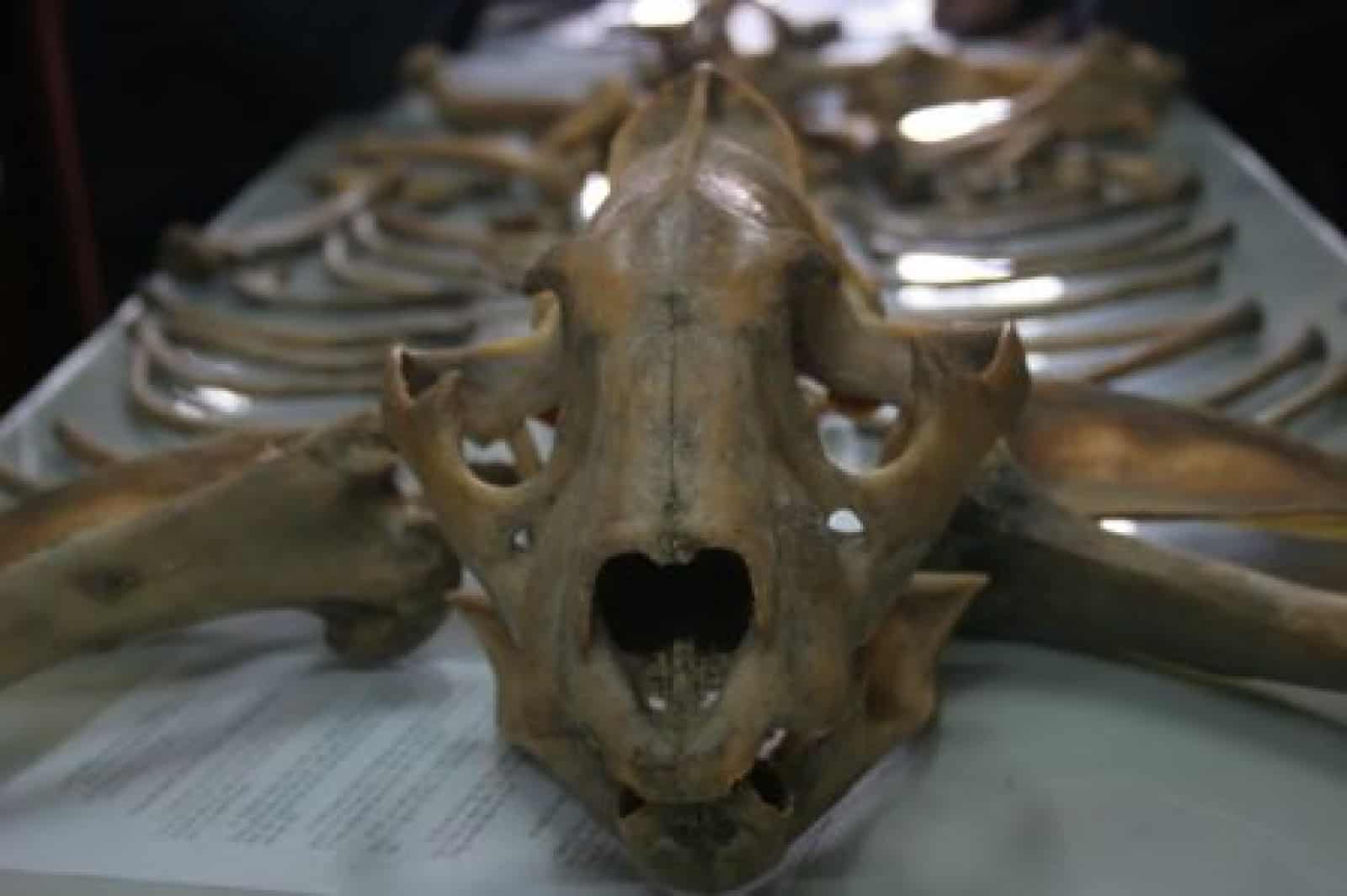 Bone set © Umweltpolizei Vietnam