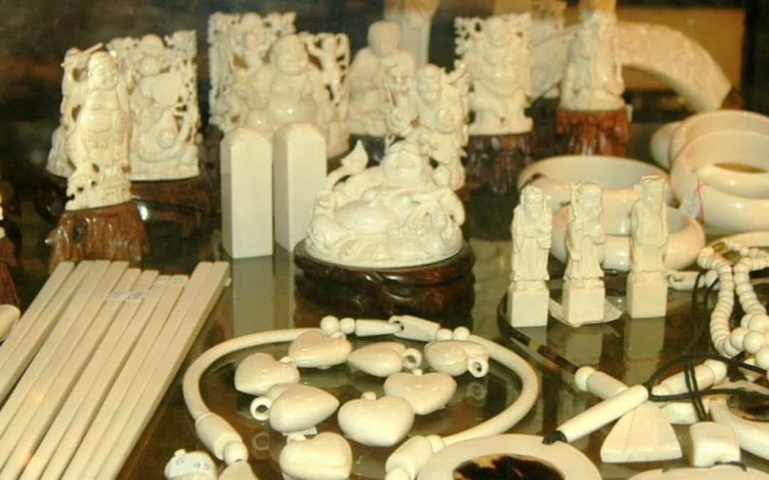 WWF: Elefanten in Südostasien leiden unter steigenden Elfenbeinpreisen