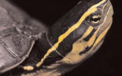 Indonesische Schildkröten wegen massiver Übernutzung bald vor dem Aus