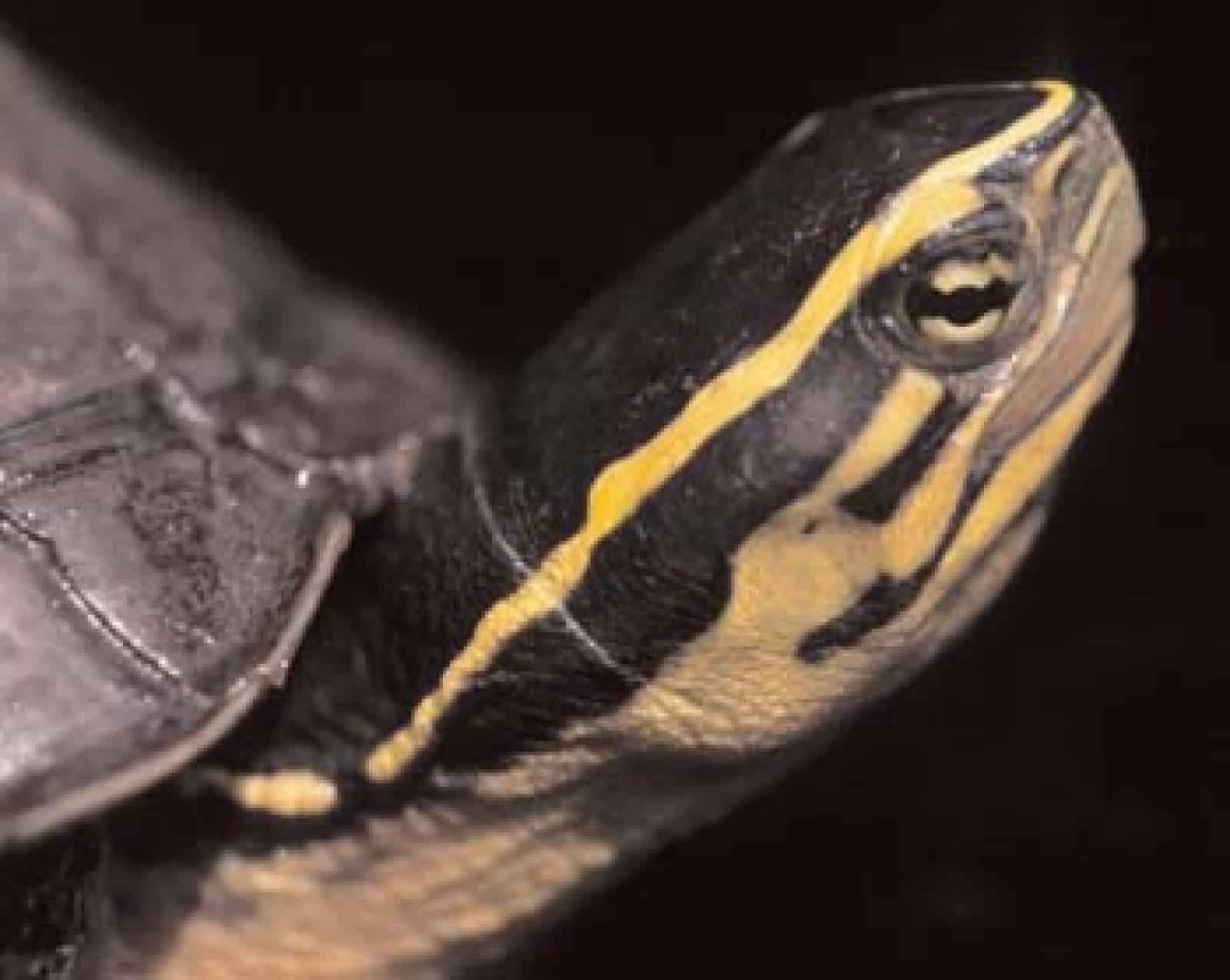 Amboina-Scharnierschildkröte (Cuora amboinensis)